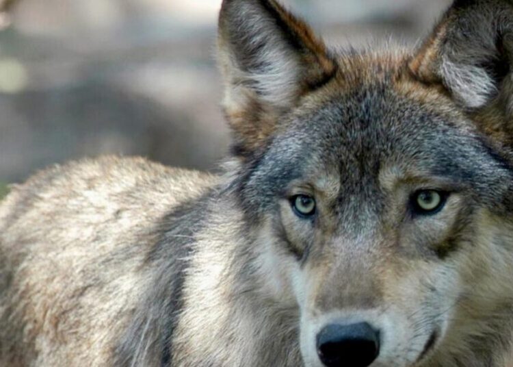 Reimagining our relationship with wolves