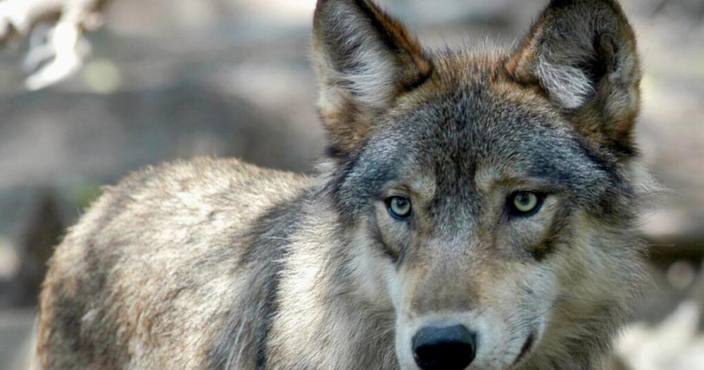 Reimagining our relationship with wolves