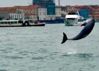 Venice’s newest marvel is an acrobatic dolphin. His refusal to leave puts him in danger