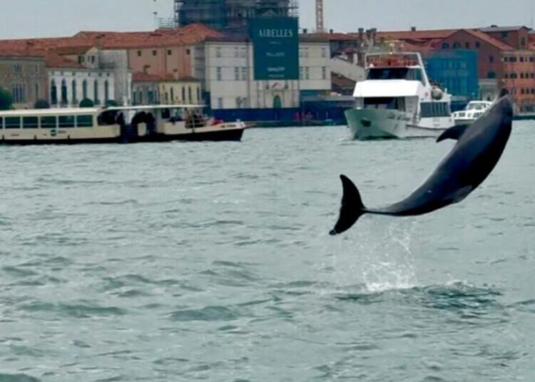 Venice’s newest marvel is an acrobatic dolphin. His refusal to leave puts him in danger