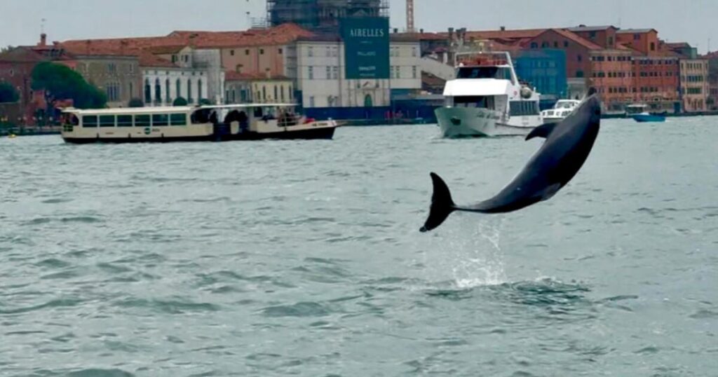 Venice’s newest marvel is an acrobatic dolphin. His refusal to leave puts him in danger