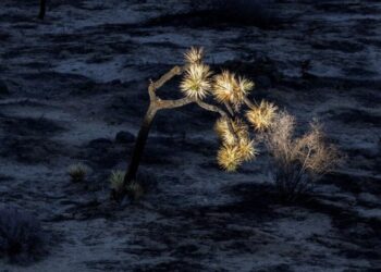 Hundreds of Joshua trees were scorched during the shutdown