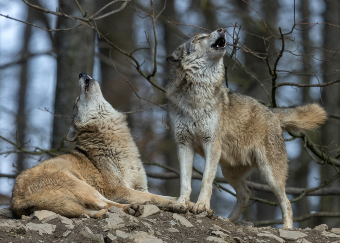 Wild Wolves Might Be Using Tools Now