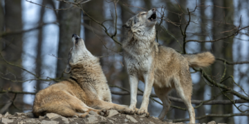 Wild Wolves Might Be Using Tools Now