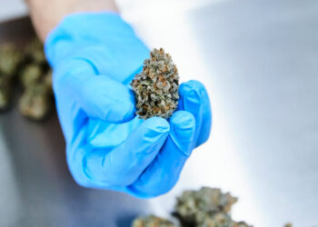 Review of Medical Cannabis Use Finds Little Evidence of Benefit