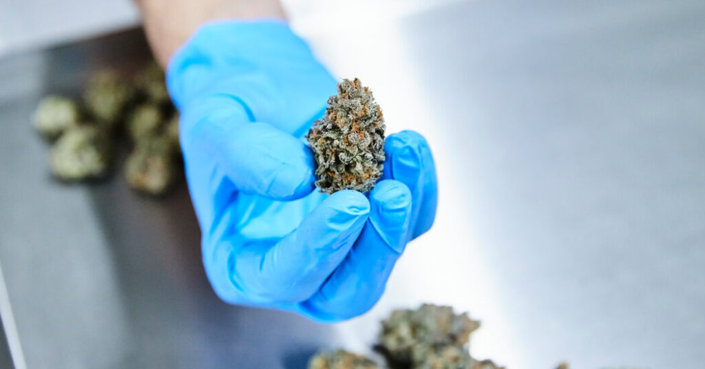 Review of Medical Cannabis Use Finds Little Evidence of Benefit