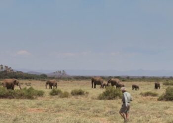 Iain Douglas-Hamilton, Elephant Expert and Protector, Dies