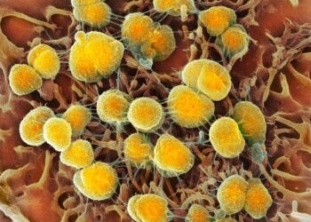 F.D.A. Approves Two New Drugs to Treat Gonorrhea