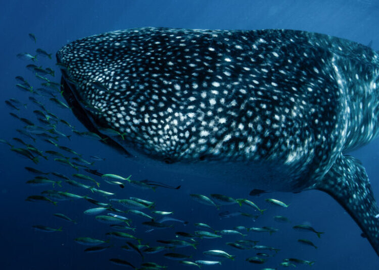 Sharks and Rays Gain Sweeping Protections From Wildlife Trade