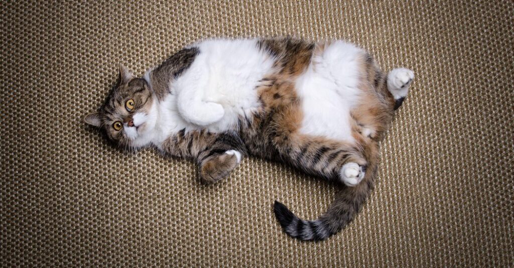 Could Weight Loss Drugs Turn Fat Cats Into Svelte Ozempets?