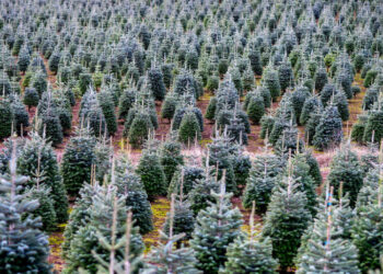 Real or Fake? There’s a War Over Christmas … Trees.
