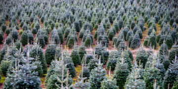 Real or Fake? There’s a War Over Christmas … Trees.