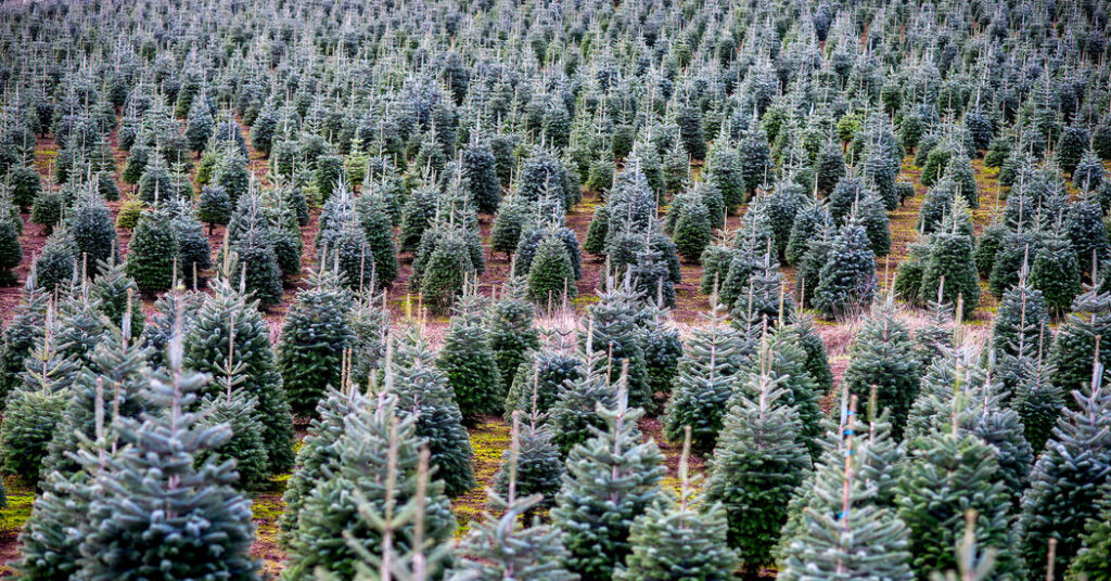 Real or Fake? There’s a War Over Christmas … Trees.