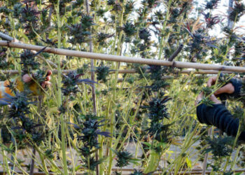 Trump’s New Marijuana Policy Offers an Opportunity