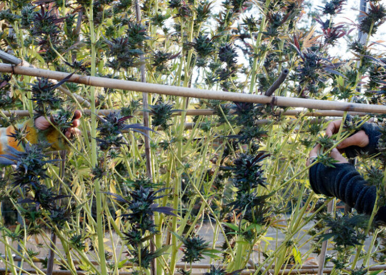 Trump’s New Marijuana Policy Offers an Opportunity