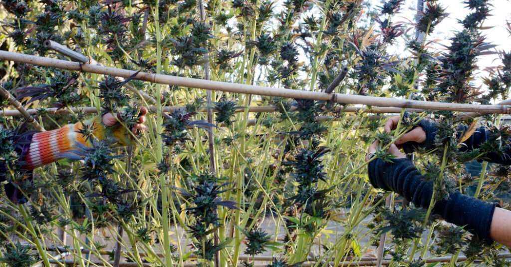 Trump’s New Marijuana Policy Offers an Opportunity