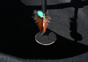 In Pursuit of the Monarch’s Magnetic Sense