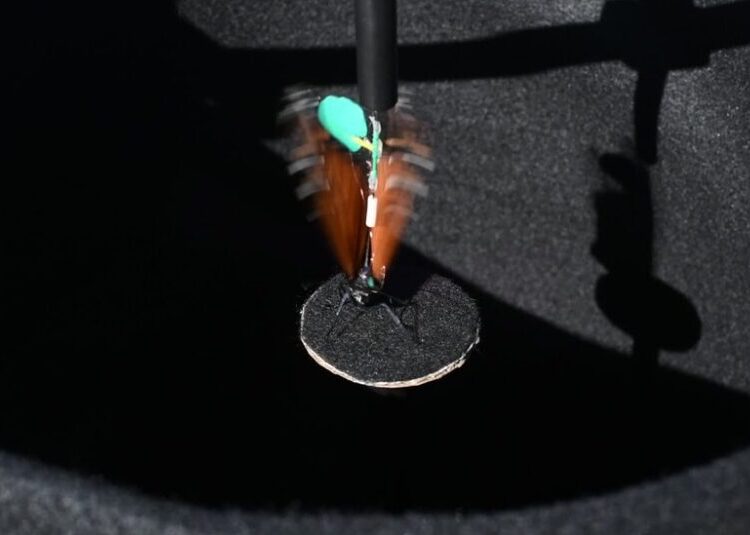 In Pursuit of the Monarch’s Magnetic Sense