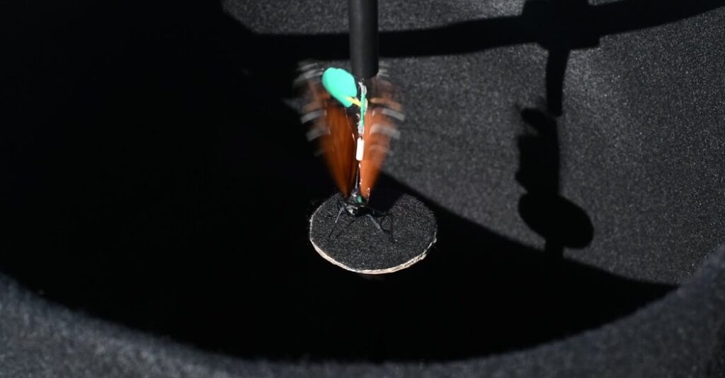 In Pursuit of the Monarch’s Magnetic Sense