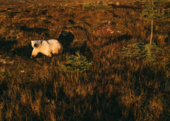 Is This Polar Bear Town Canada’s Key to the Arctic?