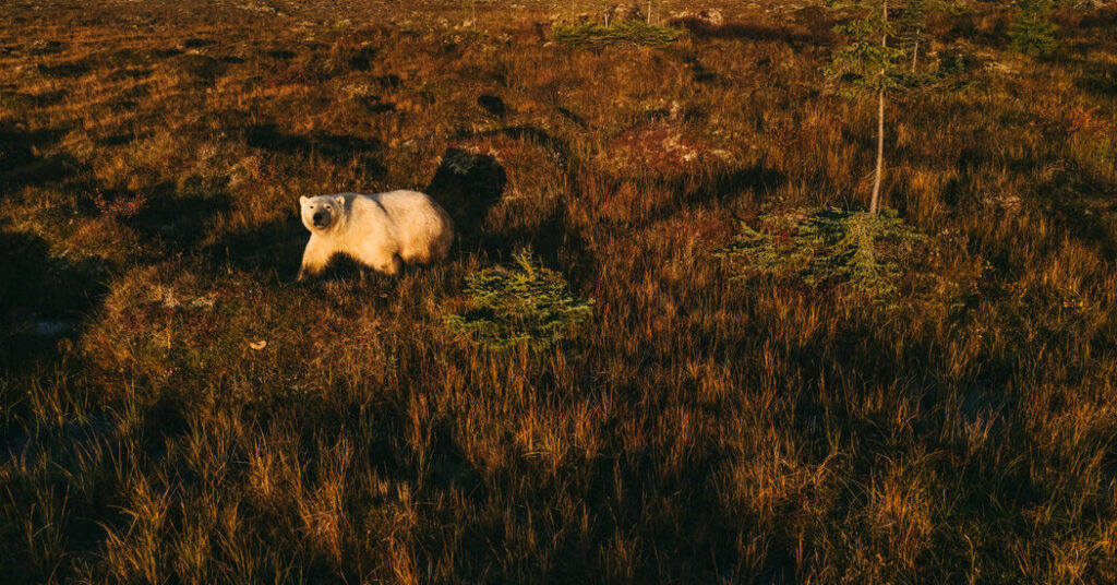 Is This Polar Bear Town Canada’s Key to the Arctic?