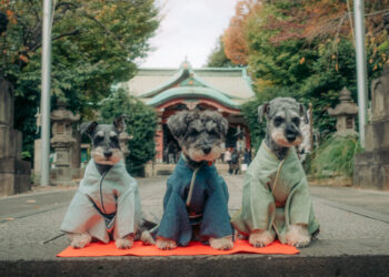 Dogs in Kimonos: Japan Reinvents a Children’s Holiday for Pets