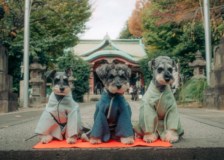 Dogs in Kimonos: Japan Reinvents a Children’s Holiday for Pets