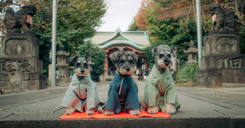 Dogs in Kimonos: Japan Reinvents a Children’s Holiday for Pets