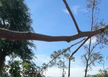 The World Wants More Ube. Philippine Farmers Are Struggling to Keep Up.