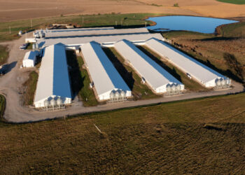 The Mysterious Death of a Teen at a Hog Farm