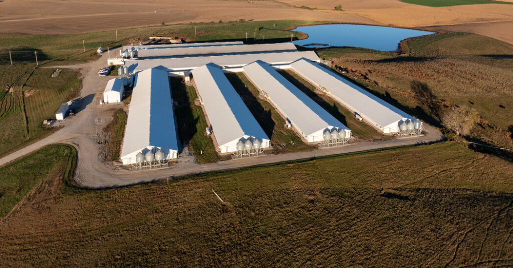 The Mysterious Death of a Teen at a Hog Farm