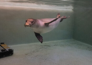 Inside the Bird-Flu Vaccine Trial for Monk Seals