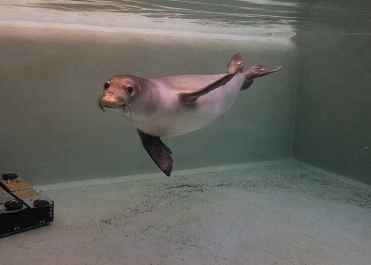 Inside the Bird-Flu Vaccine Trial for Monk Seals