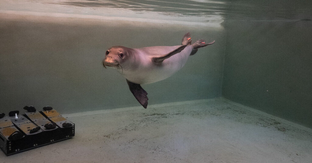Inside the Bird-Flu Vaccine Trial for Monk Seals
