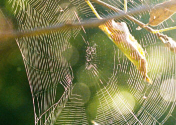 Farewell to the Beloved Friend in My Window