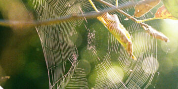 Farewell to the Beloved Friend in My Window