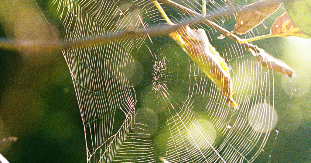 Farewell to the Beloved Friend in My Window