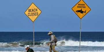 A Question Circling Sydney’s Beaches: Do We Still Need Shark Nets?