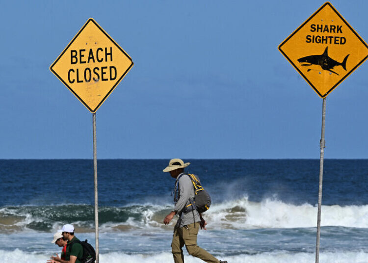 A Question Circling Sydney’s Beaches: Do We Still Need Shark Nets?