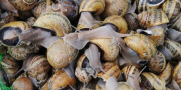 The Heist of Its Culinary Crown Jewels Rocks a French Village