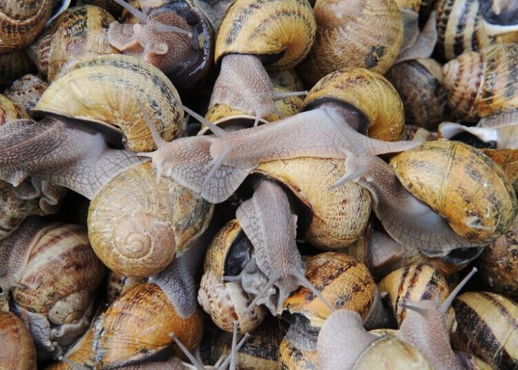 The Heist of Its Culinary Crown Jewels Rocks a French Village