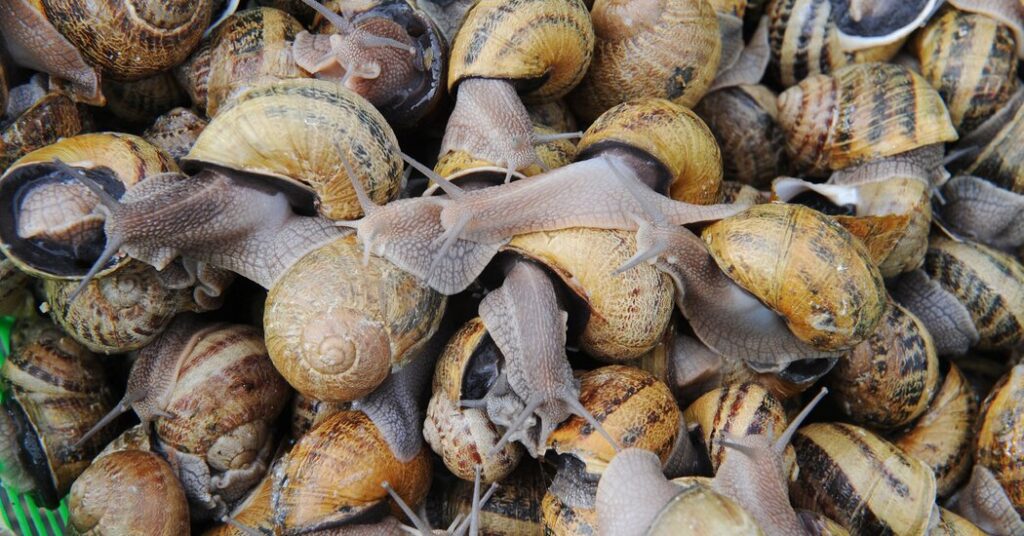 The Heist of Its Culinary Crown Jewels Rocks a French Village