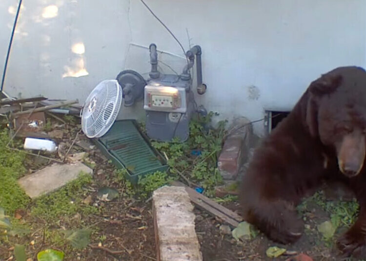 Black Bear, Uninvited, Moves Into California Man’s Crawl Space