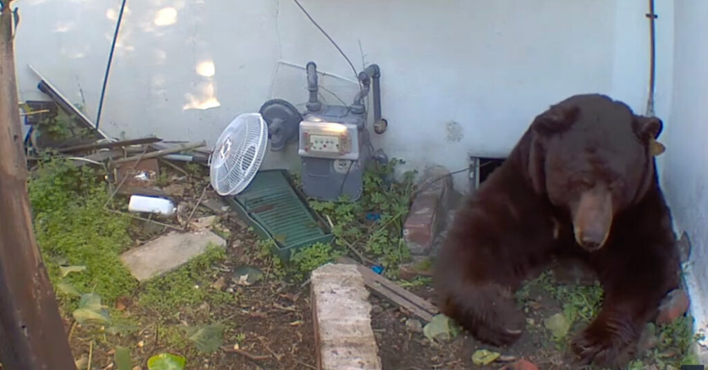 Black Bear, Uninvited, Moves Into California Man’s Crawl Space