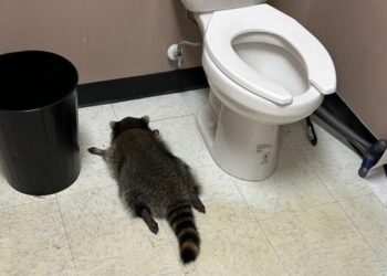 A Drunk Raccoon Passed Out in the Bathroom of a Virginia Liquor Store