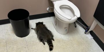 A Drunk Raccoon Passed Out in the Bathroom of a Virginia Liquor Store