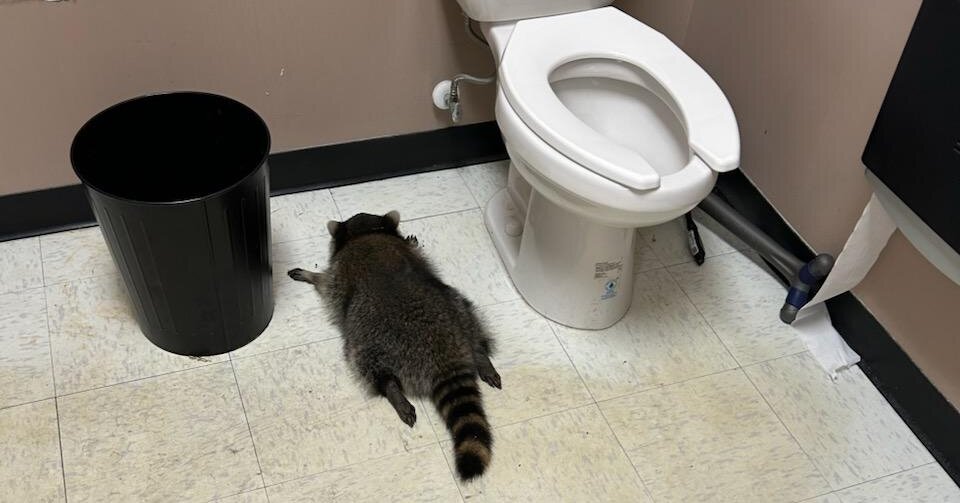 A Drunk Raccoon Passed Out in the Bathroom of a Virginia Liquor Store