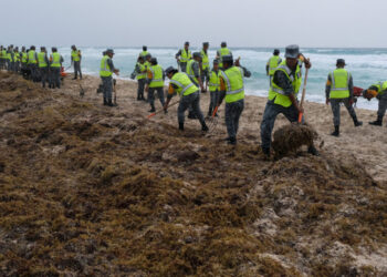 Shifting Climate Alters Pattern of Atlantic’s Giant Seaweed Blobs