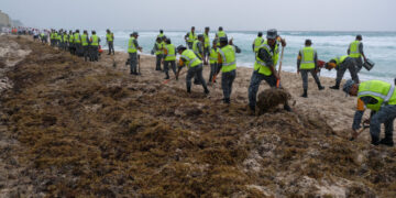Shifting Climate Alters Pattern of Atlantic’s Giant Seaweed Blobs