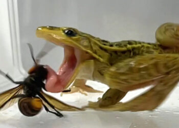 When a Murder Hornet Becomes a Tasty Meal